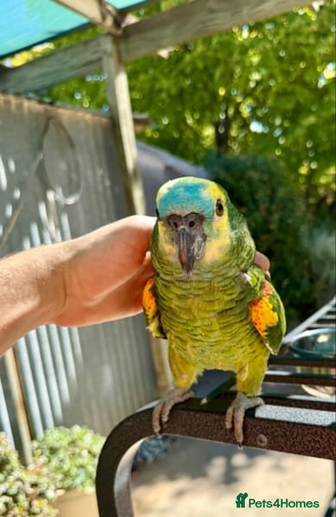 Parrots birds for sale: Hand Raised Blue Fronted Amazon in Manchester - Advert 3