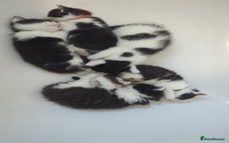 Domestic Shorthair cats for sale: Kittens for sale  - Image 9