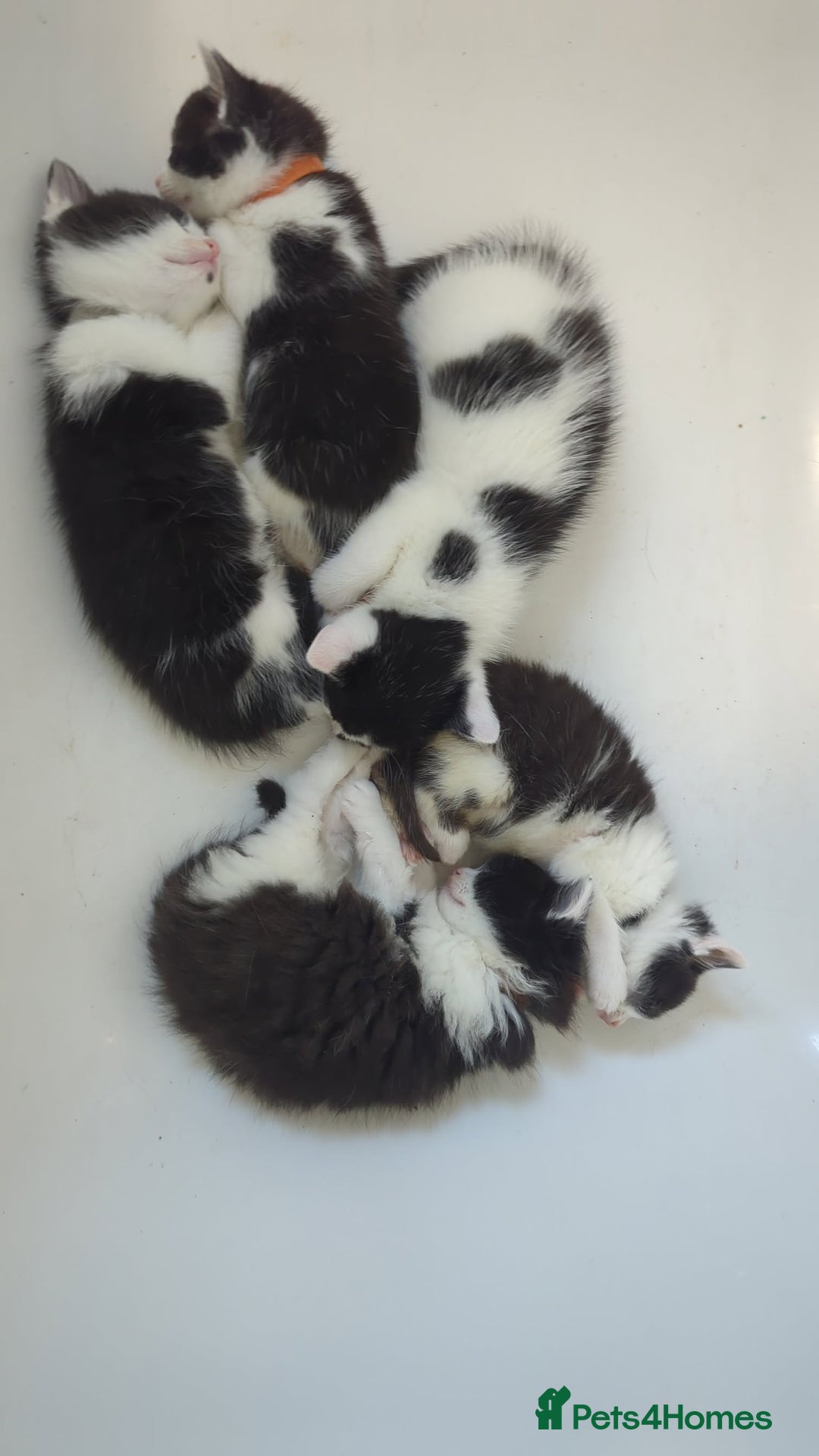 Domestic Shorthair cats for sale: Kittens for sale  - Image 9