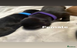Labrador Retriever dogs for sale: Gorgeous Labrador Puppies   - Image 4