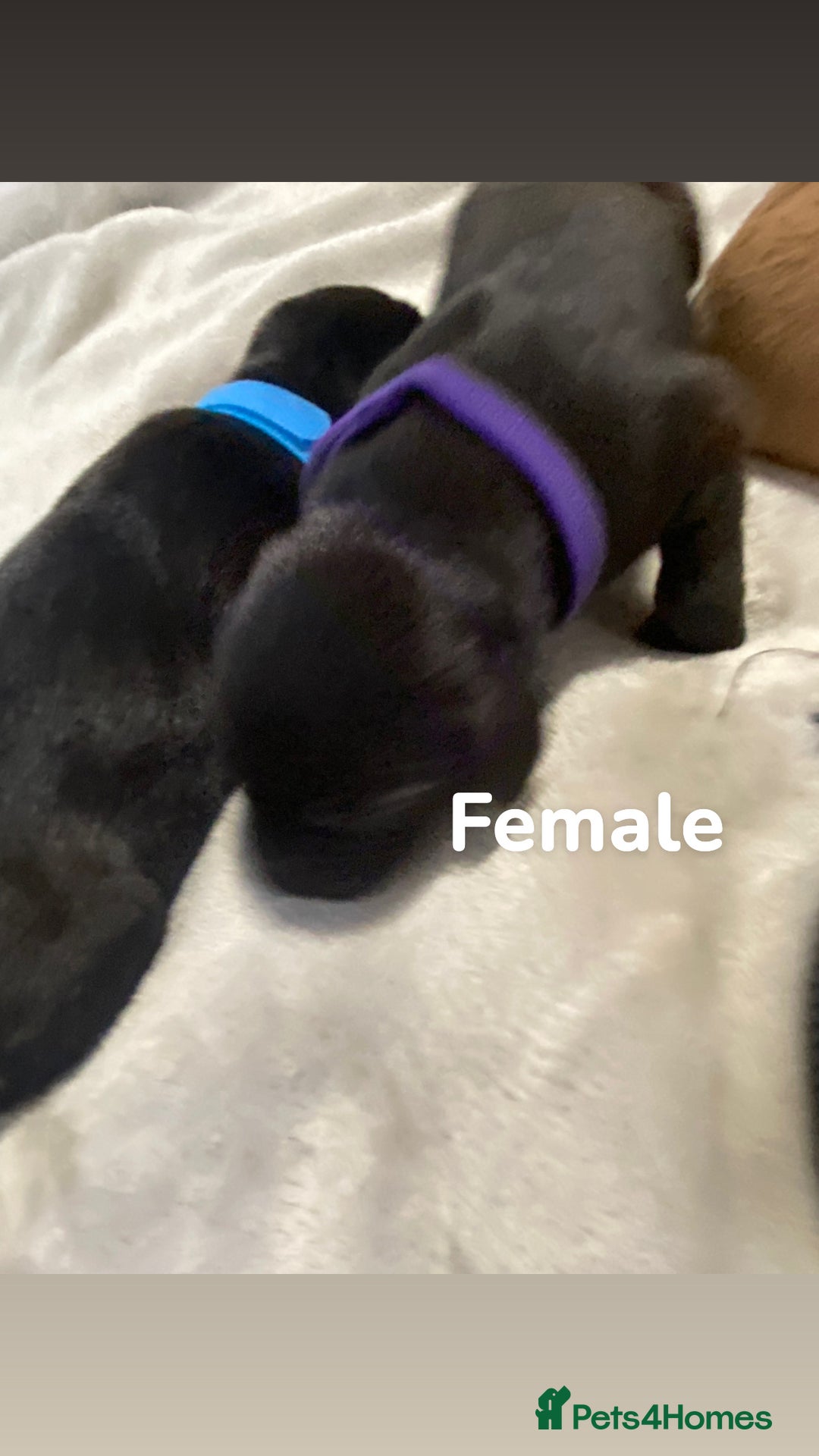 Labrador Retriever dogs for sale: Gorgeous Labrador Puppies   - Image 4