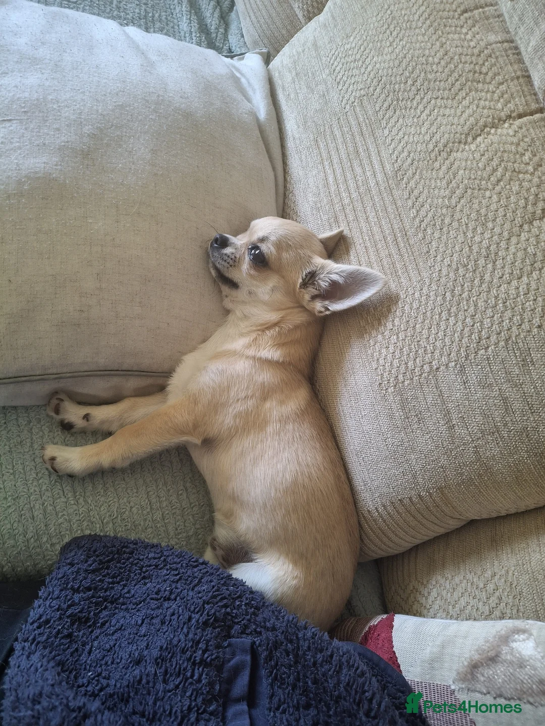 Chihuahua dogs for stud: KC reg. 'Forest' for stud not sale - Advert 2