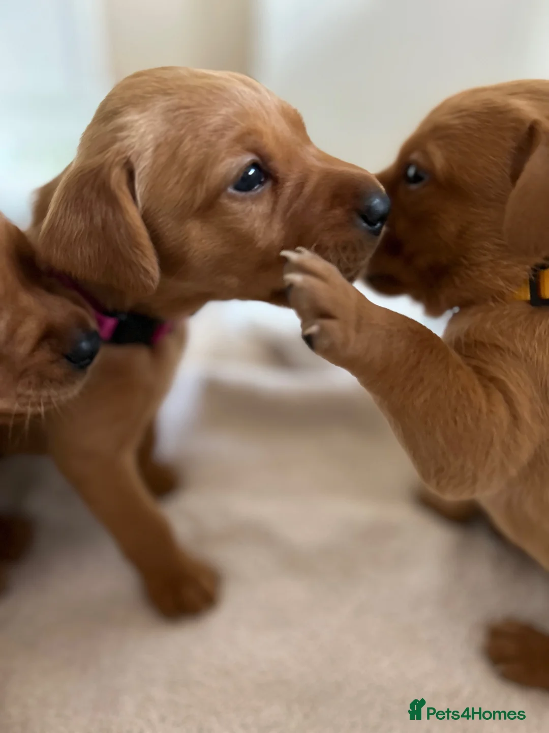 Labrador Retriever dogs for sale: KC Fox Red Labrador Retriever Puppies - Advert 3