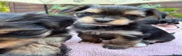 Morkie dogs for sale: Morkies <3 5 gorgeous puppies  - Advert 1
