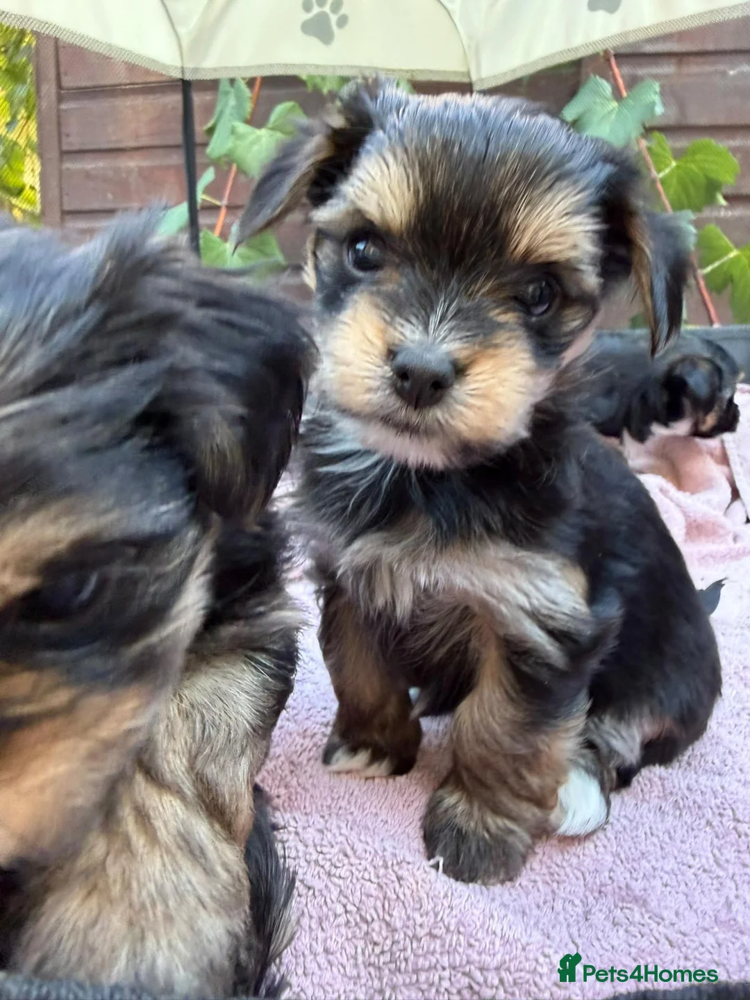 Morkie dogs for sale: Morkies <3 5 gorgeous puppies  - Advert 1
