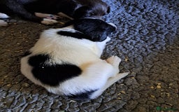 Mixed Breed dogs for sale: Mixed breed rainbow of colours  - Image 2
