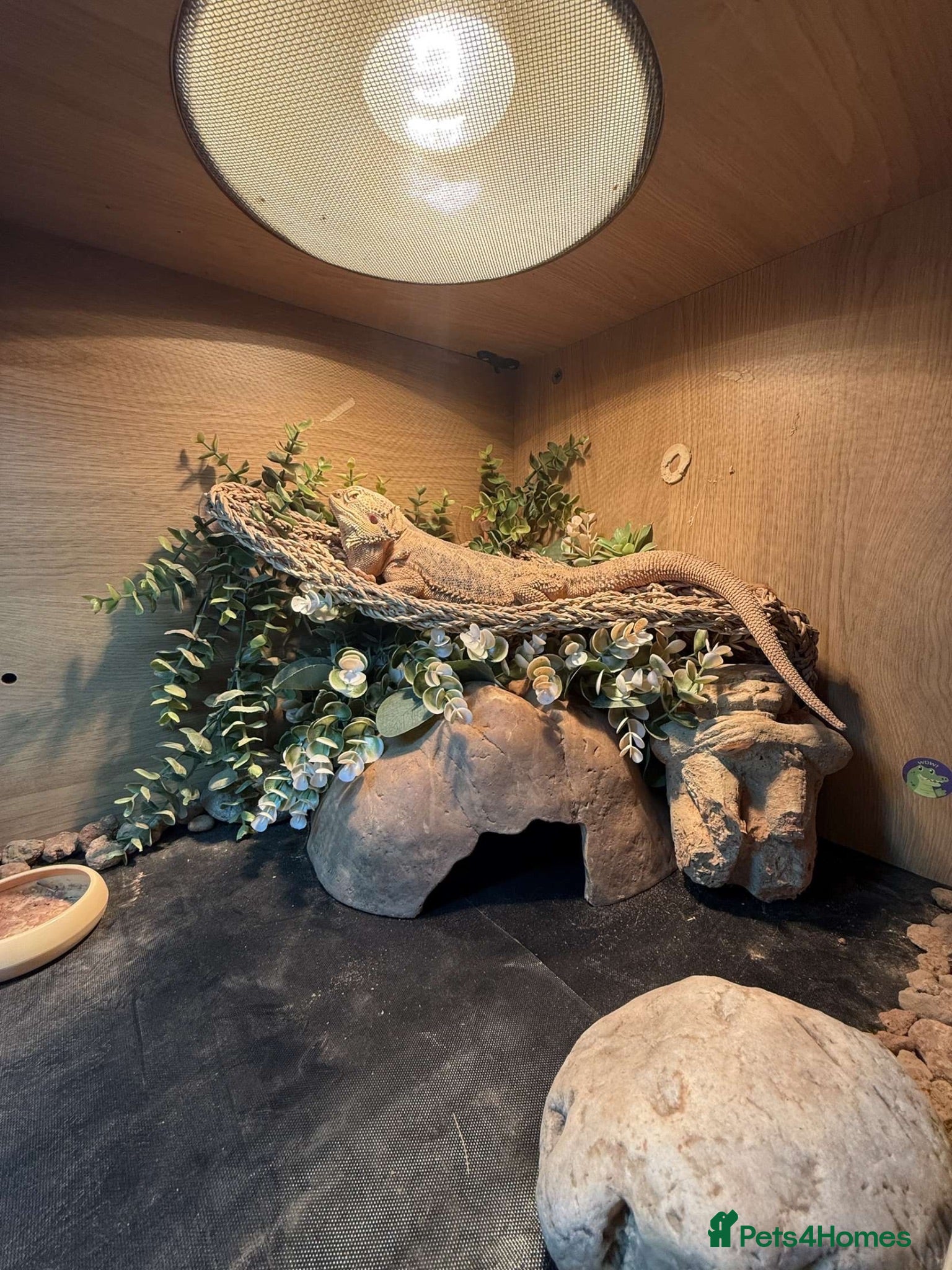 Bearded Dragon reptiles bearded dragon all the set up - Advert 7