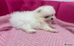 Pomeranian dogs for sale: READY 2nd August KC White Teddy Bear Poms - Image 35
