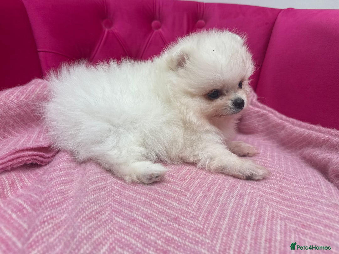 Pomeranian dogs for sale: READY 2nd August KC White Teddy Bear Poms - Image 35