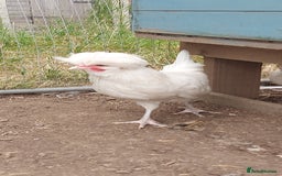 Chickens poultry for sale: 10 x Roosters *FREE*POLISH,serama,pekin *FREE* in Spilsby - Image 2