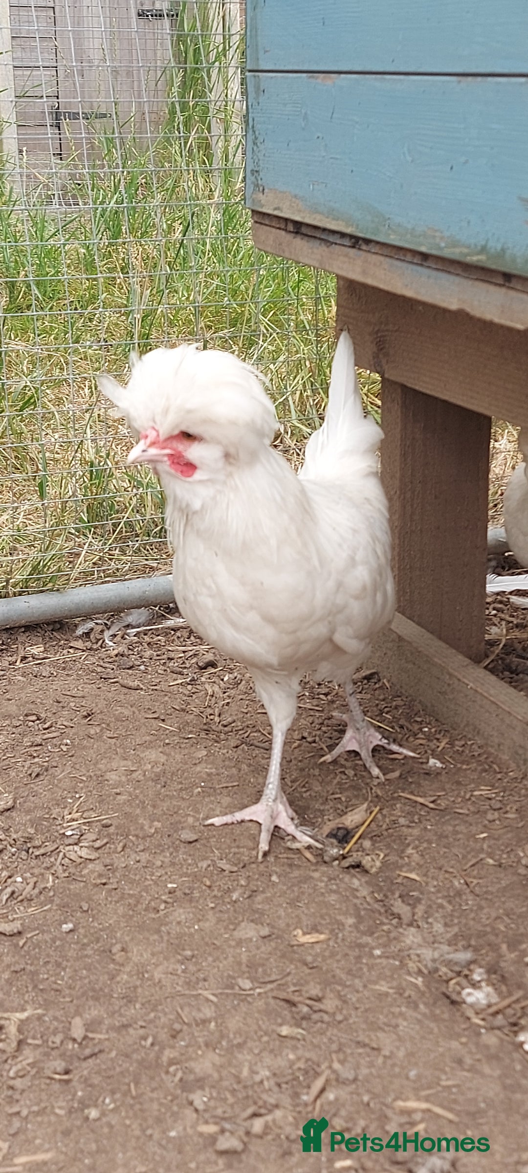Chickens poultry for sale: 10 x Roosters *FREE*POLISH,serama,pekin *FREE* in Spilsby - Image 2