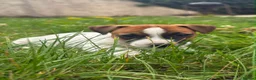 Jack Russell dogs for sale: 5 male Jack Russell puppies ready to go - Advert 18