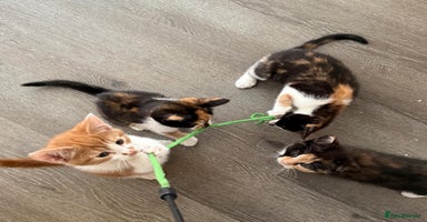 American Shorthair cats - Advert 12