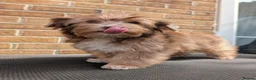 Yorkshire Terrier dogs for sale: Rare Biewer Yorkie puppies\Pedigree  - Advert 18