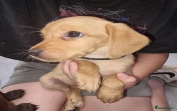 Mixed Breed dogs for sale: Labrador x cockapoo puppies - Image 1