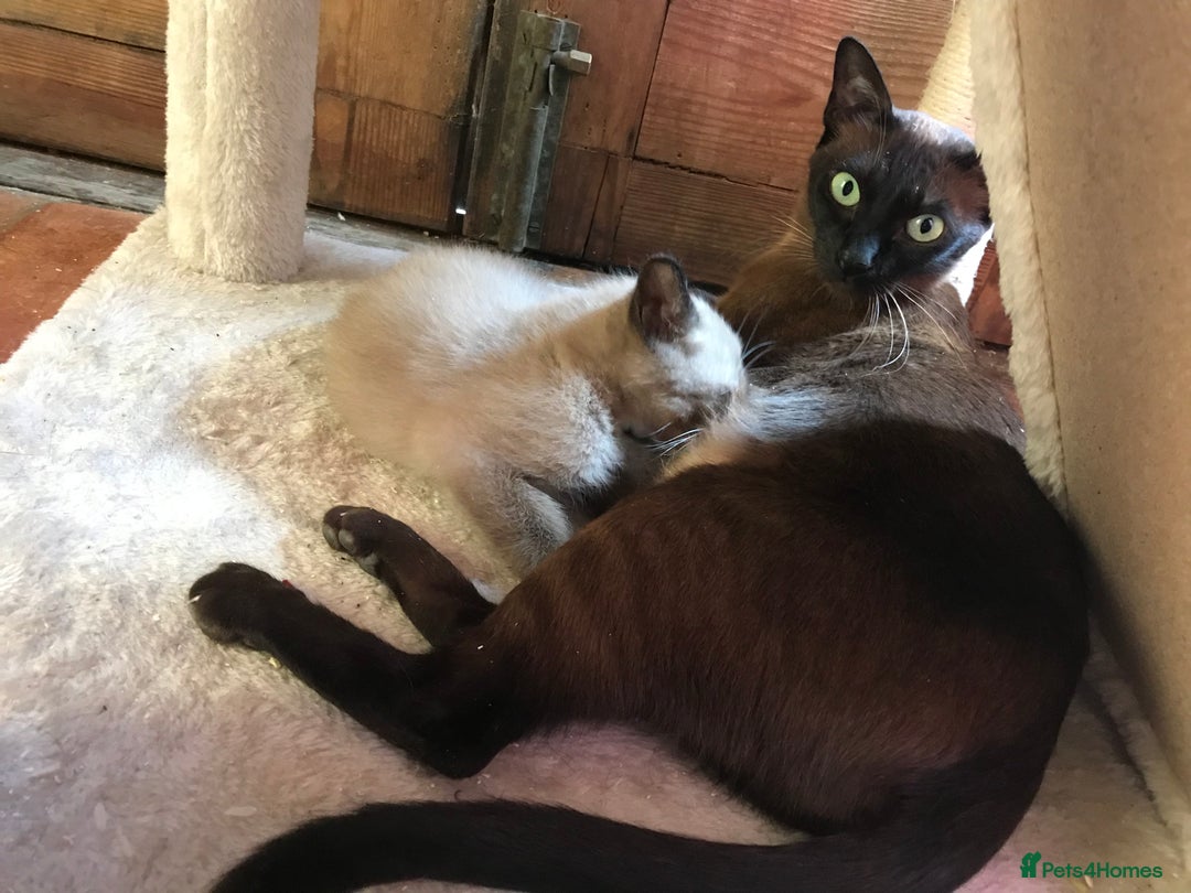 Tonkinese cats for sale: Exquisite Tonkdolls - Image 19