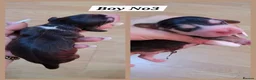 Cocker Spaniel dogs for sale: KC-Show Sable Cocker Spaniel Puppies Champ Lines  - Advert 5