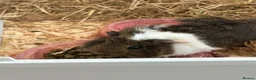 Guinea Pig rodents for sale: Female Guinea Pigs in Hartlepool - Advert 5