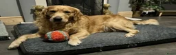 Golden Retriever dogs for sale: KC DNA TESTED GOLDEN RETRIEVERS - Advert 9
