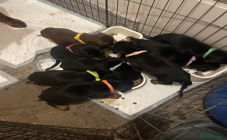 Dobermann dogs Stunning KC Dobermans champion bloodlines  - Advert 9