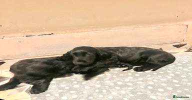 Cocker Spaniel dogs in London - Advert 12