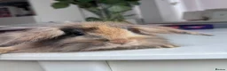 Mini Lion Lop rabbits for sale: £25 Mini lop lion mane long haired - Advert 9