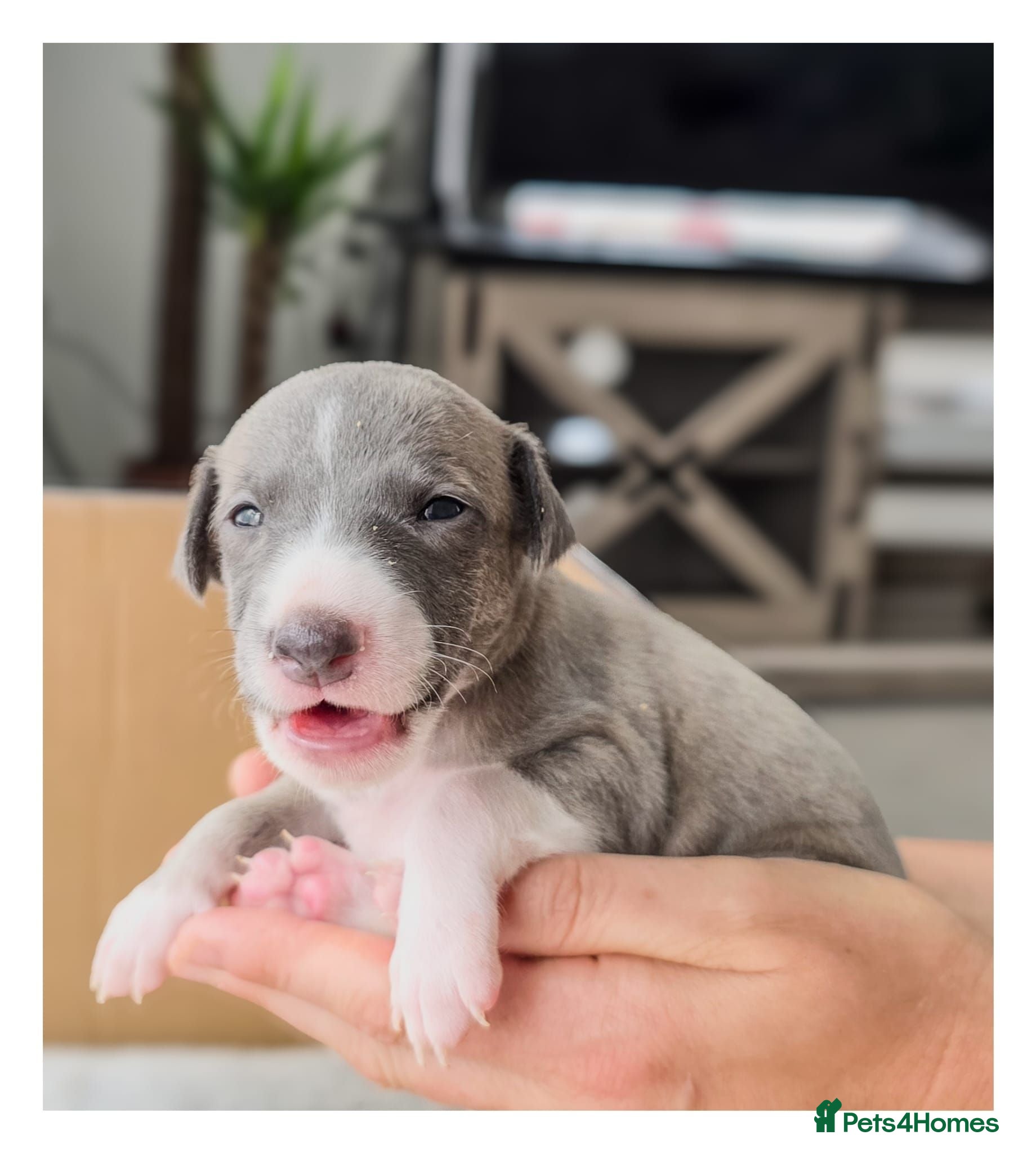 Mixed Breed dogs Stunning whippet/Italian greyhound puppies(wiggys) - Advert 9