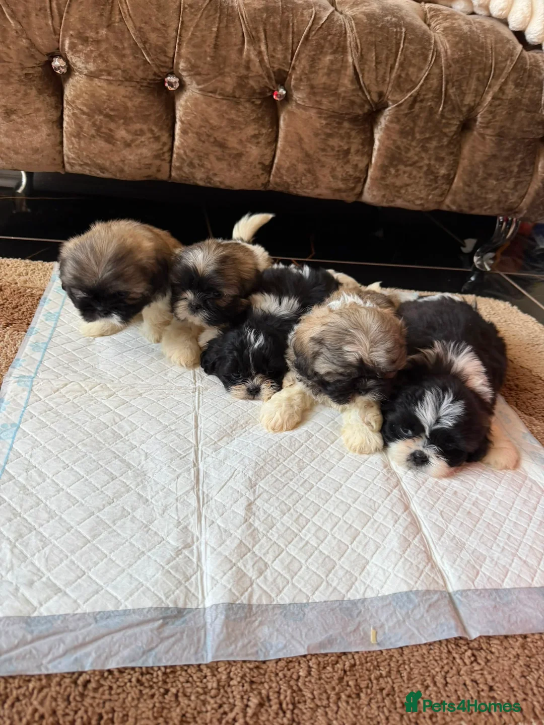 Shih Tzu dogs for sale: 5 beautiful Shih Tzu pups - Advert 2