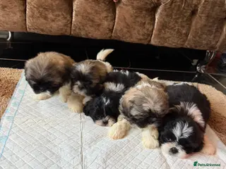 Shih Tzu dogs 5 beautiful Shih Tzu pups - Advert 2