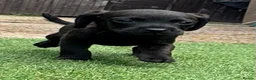 Mixed Breed dogs for sale: Patterdale cross spaniel - Advert 9
