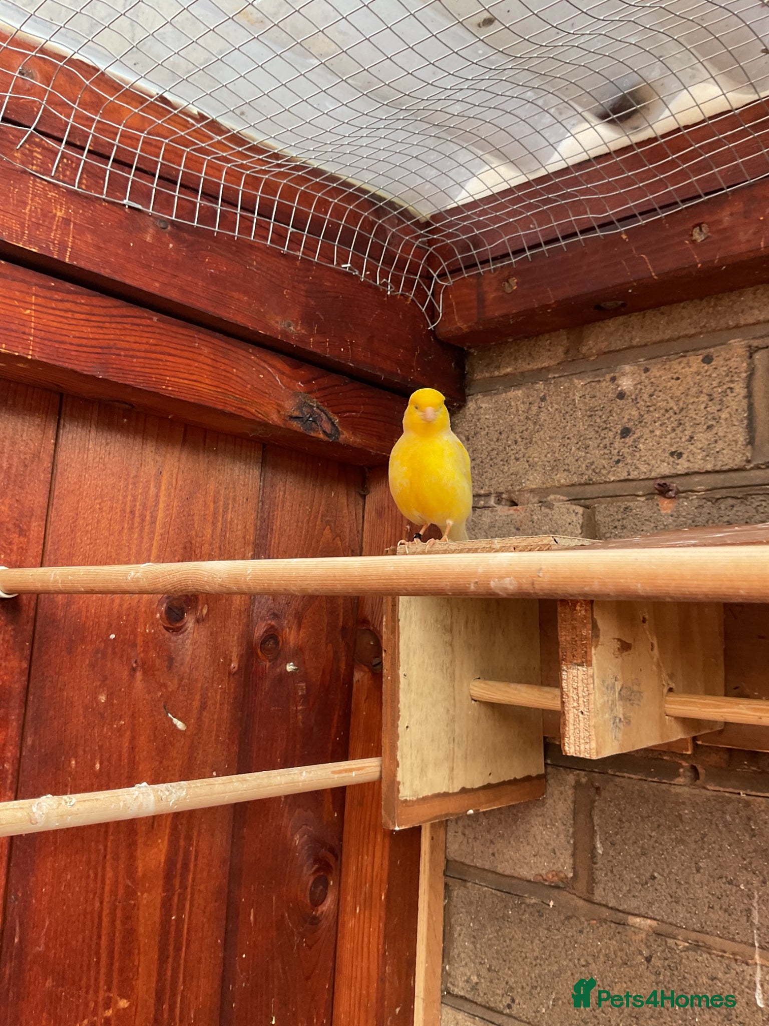 Canaries birds Cock Fife Canary - Advert 3