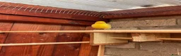 Canaries birds for sale: Cock Fife Canary in Northwich - Advert 1