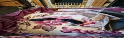 Labrador Retriever dogs for sale: Dave Nunn in Sleaford - Advert 9