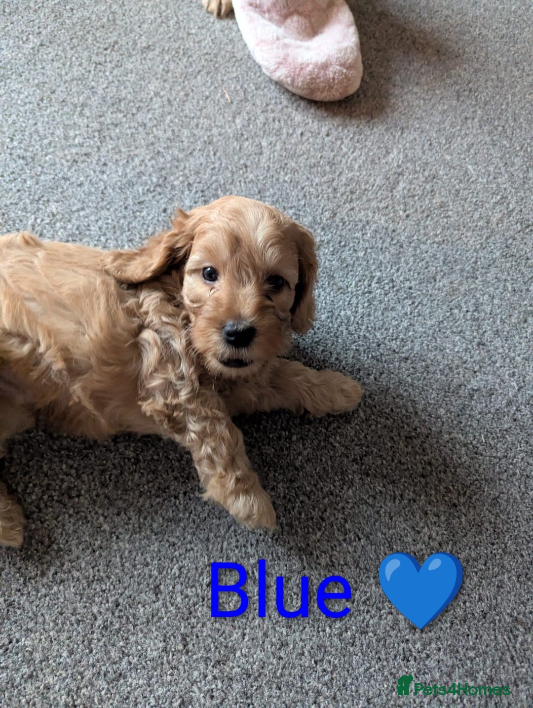 Cockapoo dogs for sale: 🐶 8 Gorgeous F2 Cockapoo Puppies – Ready Soon! 🏡 - Advert 10