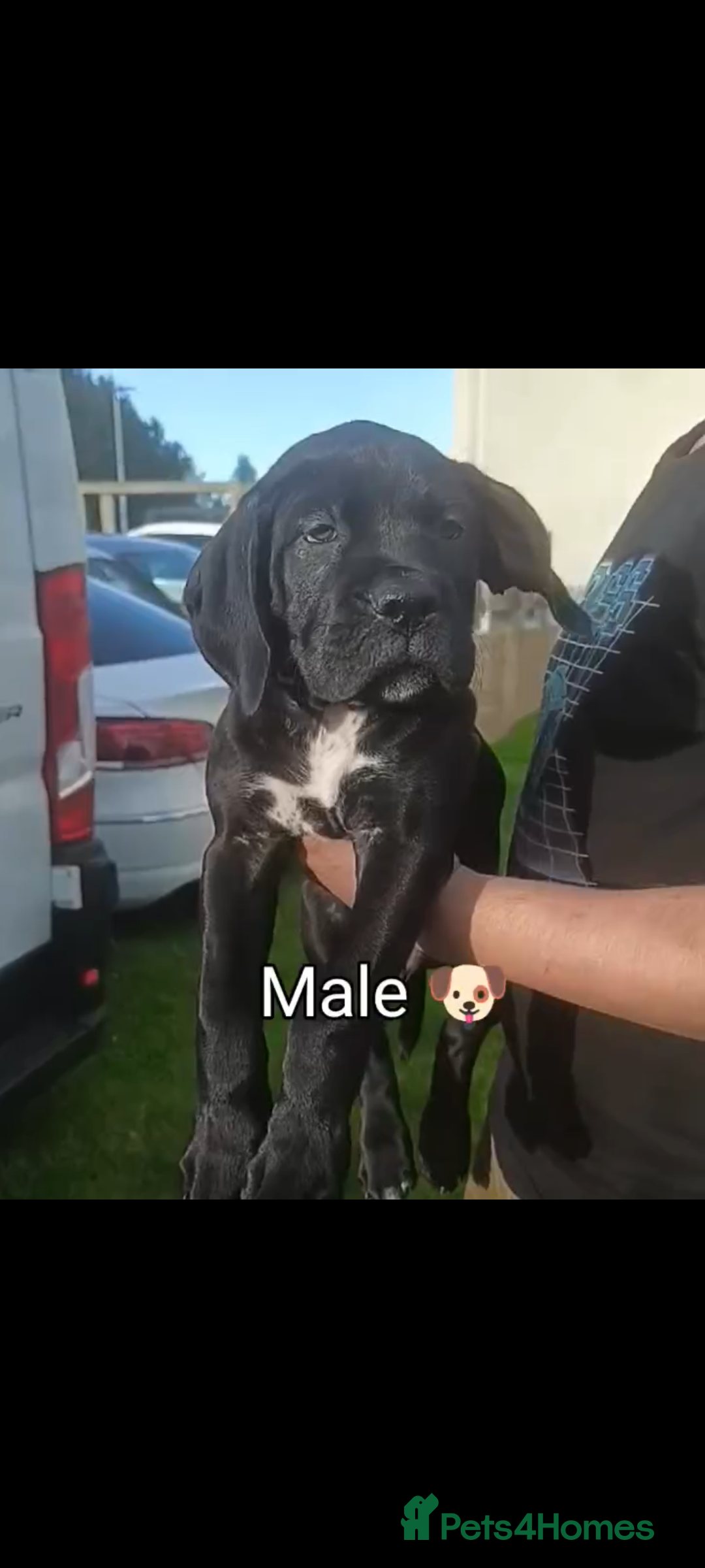 Mixed Breed dogs for sale: Bandogge x Cane Corso/Boerboel - Image 5