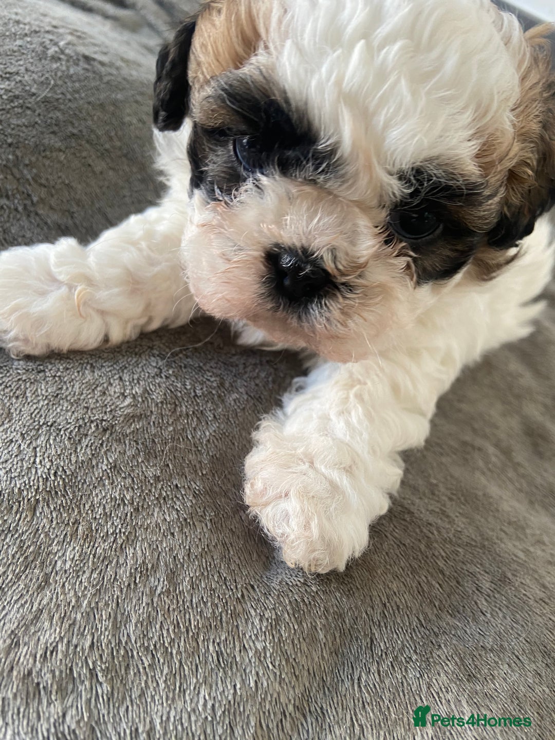 Shih Tzu dogs for sale: 1 beautiful shihtzu puppy  - Image 3