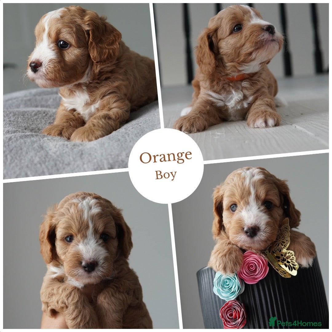 Cavapoo dogs for sale: Final girl toy Cavapoo remaining 🐶 🐾 - Image 13