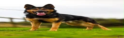 German Shepherd dogs for sale: Male gsd  in Bedford - Advert 1