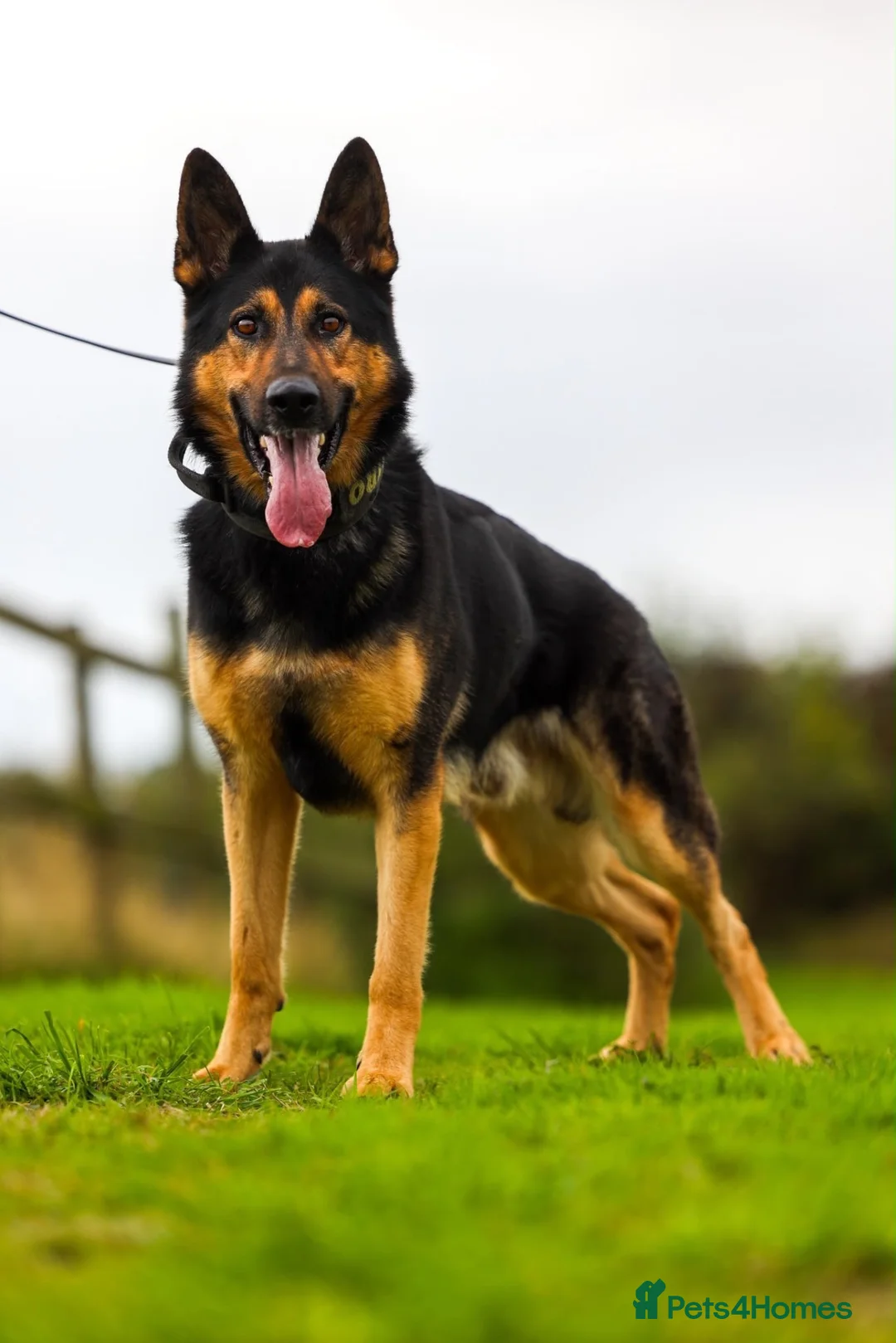 German Shepherd dogs for sale: Male gsd  in Bedford - Advert 1