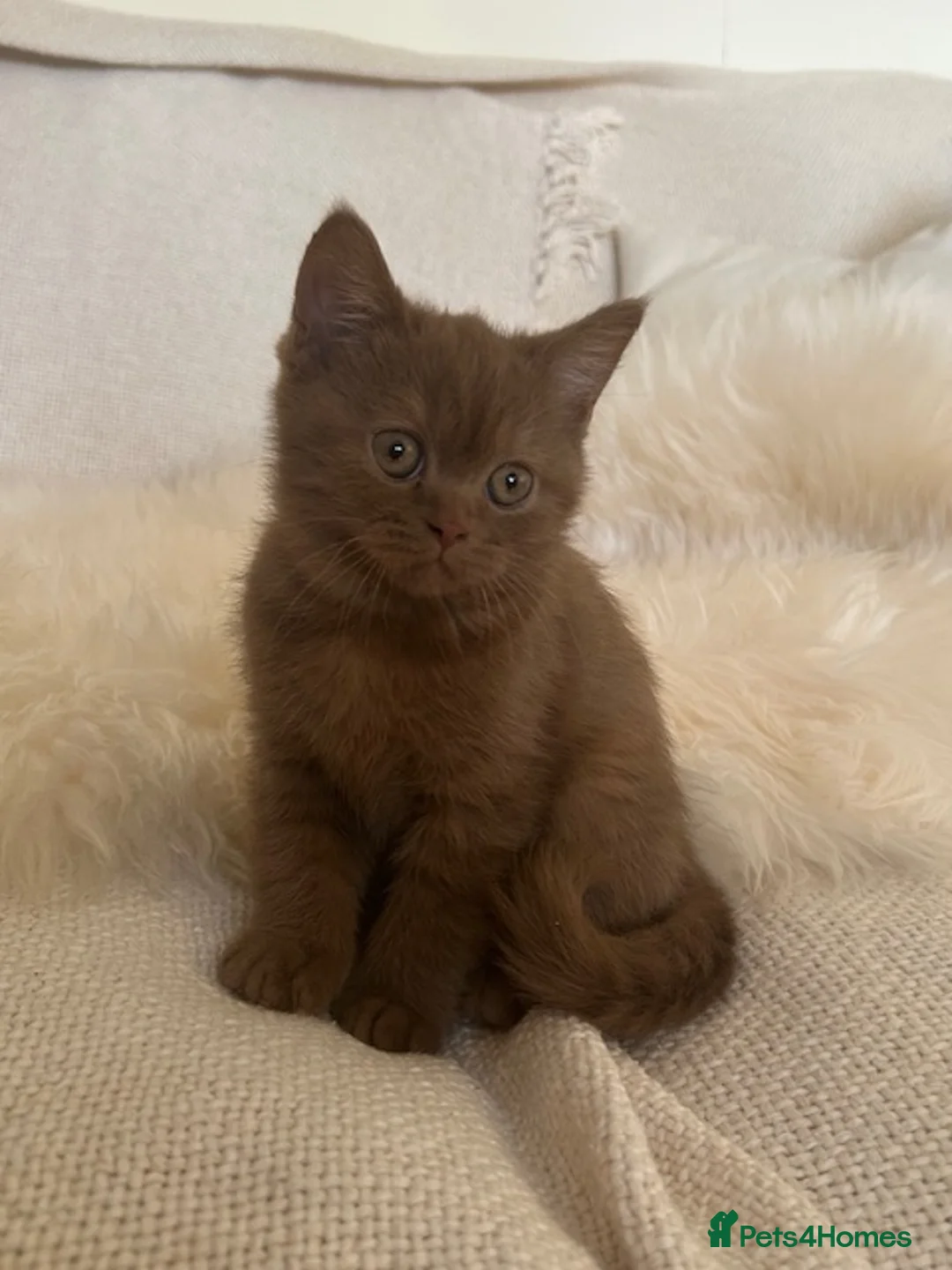 British Shorthair cats for sale: GCCF Cinnamon & Lilac BSH - Advert 7