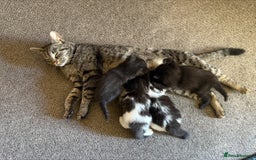 British Shorthair cats for sale: 3 Adorable Kittens Looking for Forever Home! 🐾  - Image 5