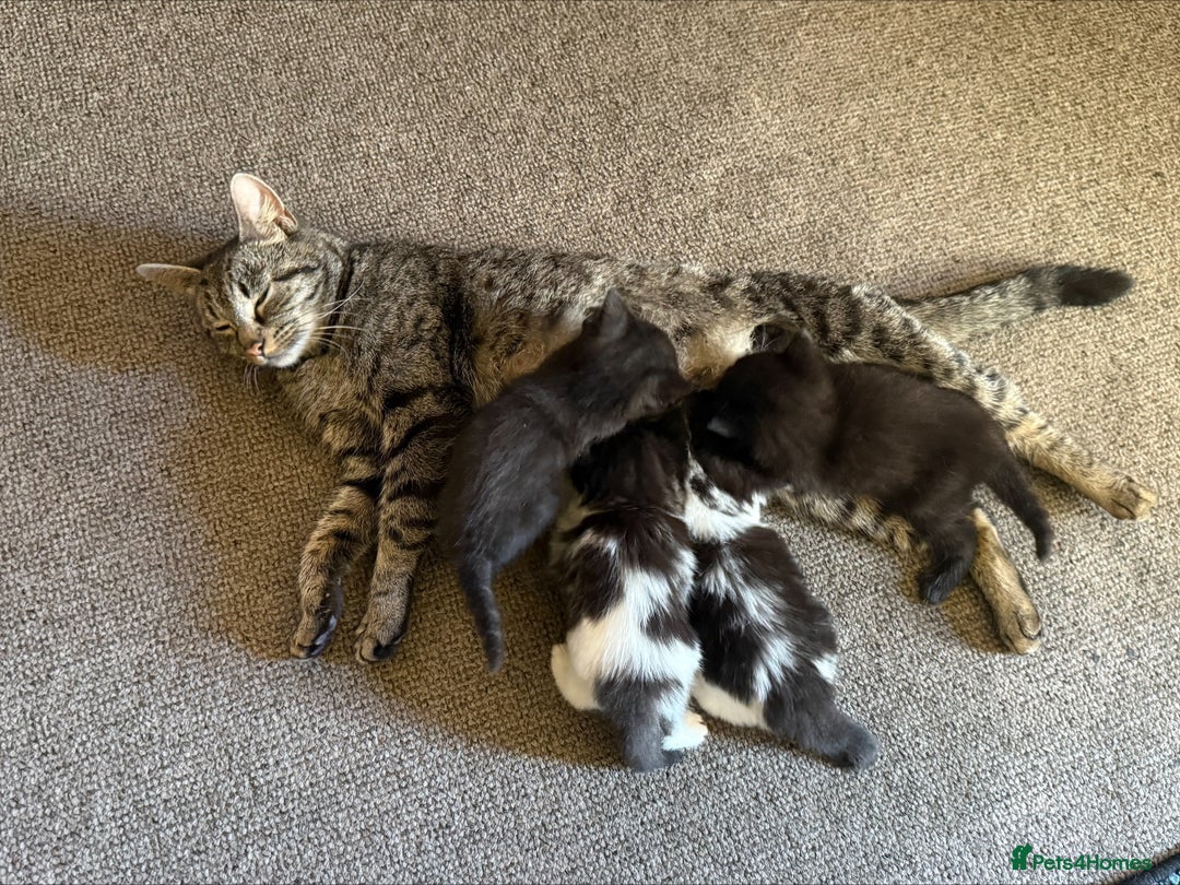 British Shorthair cats for sale: 3 Adorable Kittens Looking for Forever Home! 🐾  - Image 5