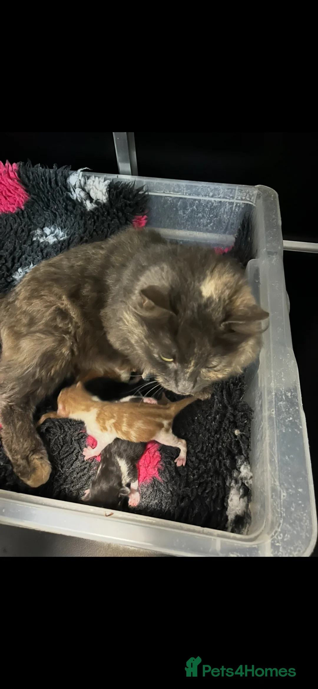 Mixed Breed cats for sale: Ready to go  - Advert 3
