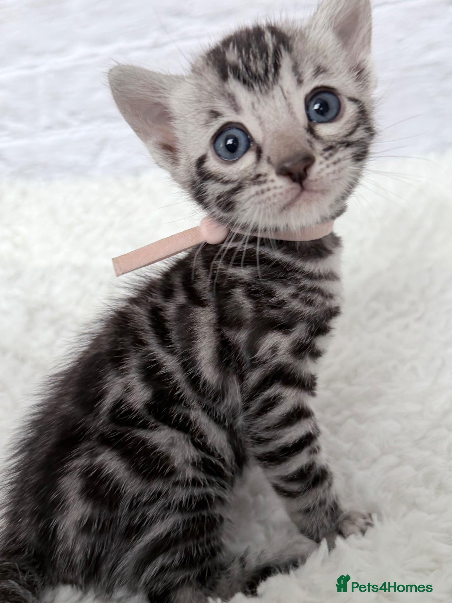 Bengal cats Exceptional Silver Bengal Kittens - Advert 1