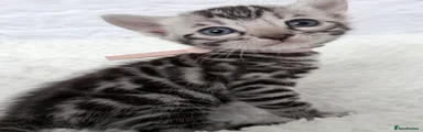 Female Bengal Kitten 2