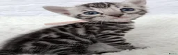 Bengal cats for sale: Exceptional Silver Bengal Kittens in Basingstoke - Advert 1