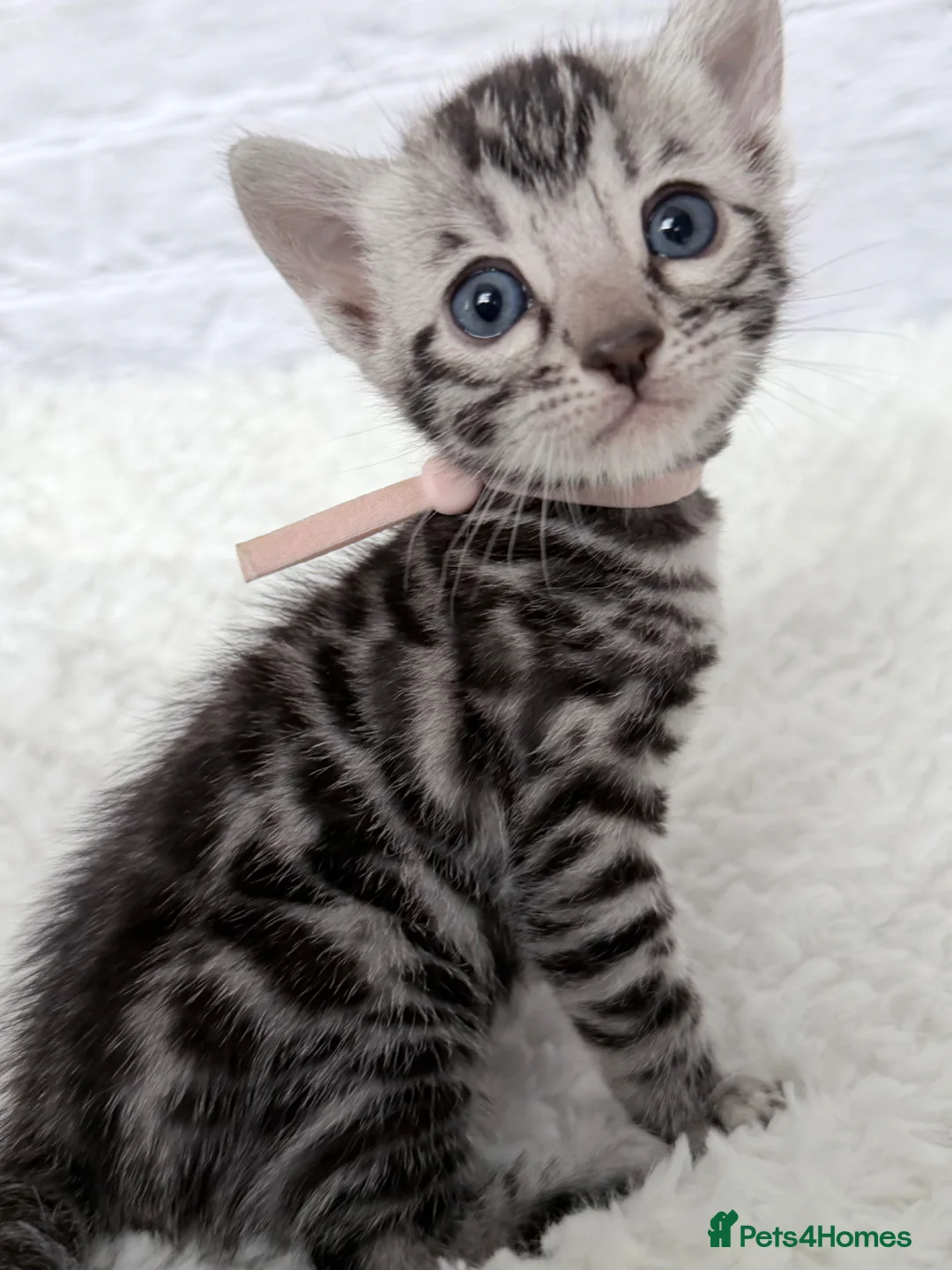 Bengal cats for sale: Exceptional Silver Bengal Kittens in Basingstoke - Advert 1