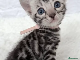Bengal cats for sale: Exceptional Silver Bengal Kittens - Advert 1