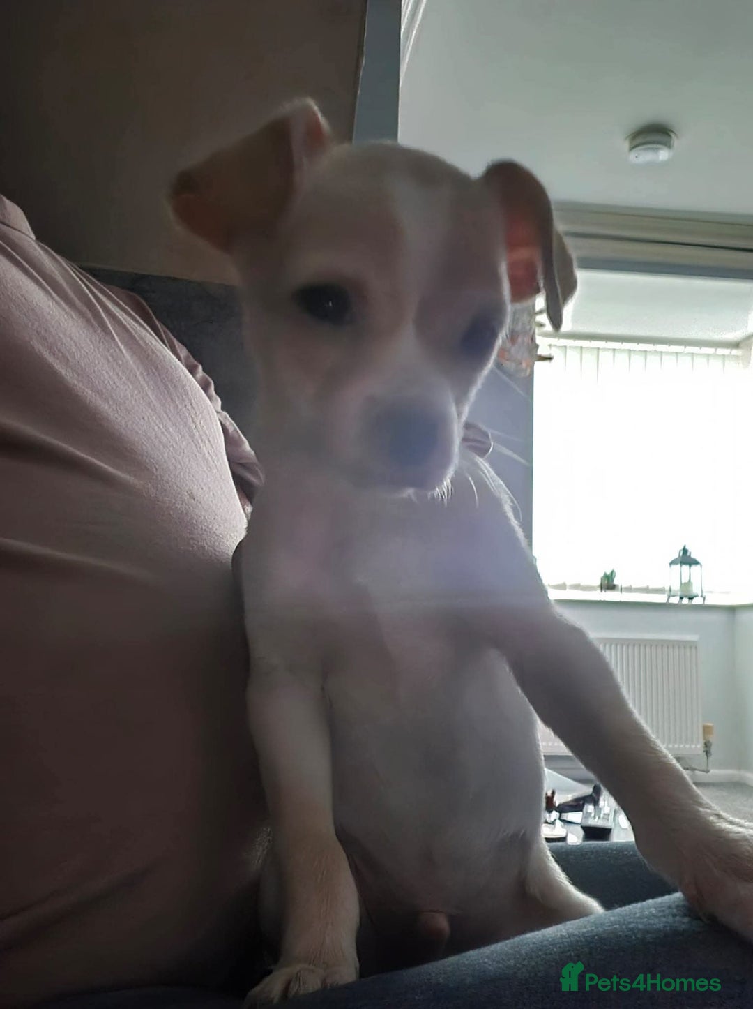 Mixed Breed dogs for adoption: Meet Ernie, currently residing in Cheshire  - Image 4