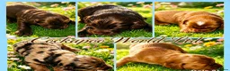 Cockapoo dogs for sale: DNA CLEAR, Stunning F1 Cockapoo puppies - Advert 1
